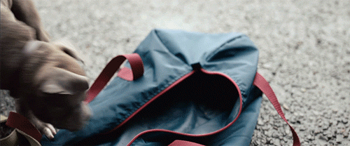 the drop puppy GIF by Fox Searchlight