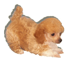 poodle STICKER by Kate