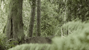 builder GIF by EchoBoom Sports