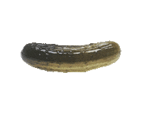 pickle Sticker by Natural Cycles