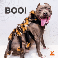 Save Them All Trick Or Treat GIF by Best Friends Animal Society