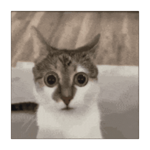 TypedTim cat shock surprised disgust Sticker