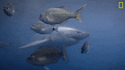 Nat Geo Swimming GIF by National Geographic Channel