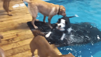 Pet Resort Gives Pups the Freedom to Swim in Pool