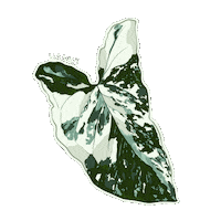 Plant Sticker by Hankō