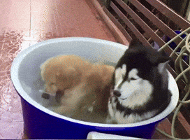 Aww Cute Animals GIF