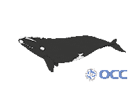 oceanosanos whale uruguay whales rocha Sticker