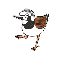Ruddy Turnstone Bird Sticker