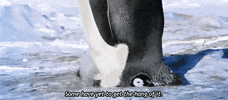 Baby Penguin penguin GIF