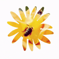 Flower Pollinate GIF by Barbara Pozzi