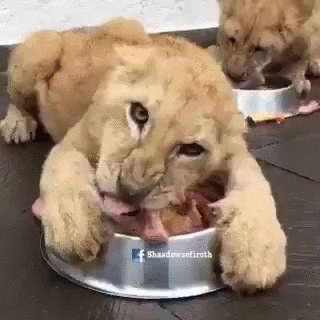 lion eating GIF