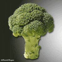 Brocolis Rocco Freddy GIF