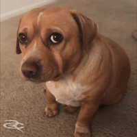Cute Dog Gulp GIF by Respective
