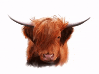 AmJoyB birthday highland cow GIF