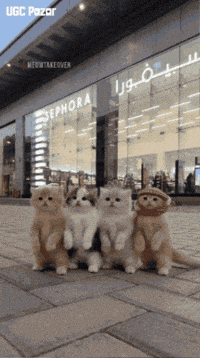 Cat Dancing GIF by UGCPazar