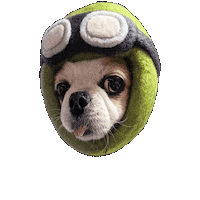Santa Chihuahua Sticker