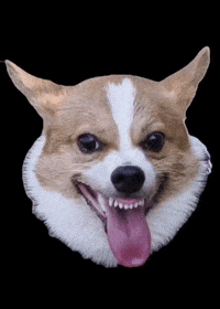 GAJUMARU0901 dog corgi コギ ガジュマル GIF