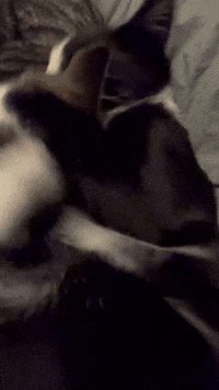 Fight Cats GIF