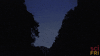 pri fireflies GIF