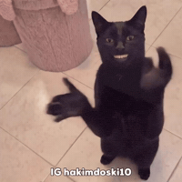Funny Cat GIF