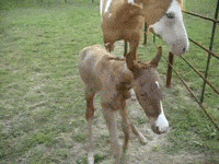 horse GIF