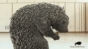 Peanuts Treat GIF by Brookfield Zoo