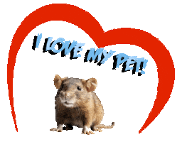 Guinea Pig Love Sticker
