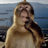 Monkey Thinking GIF