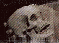Death Lol GIF by PEEKASSO