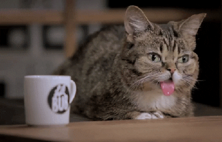 Tired Lil Bub GIF by Internet Cat Video Festival