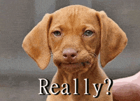 Disappointed Dog GIF