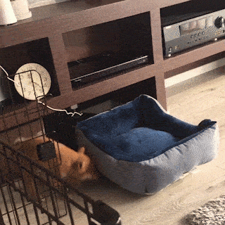 cuteanimalland giphyupload GIF