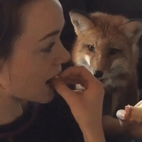 Fruit-Loving Fox Enjoys Tasty Apple