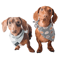 Dachshund Doxie Sticker by WOOF+WEEN