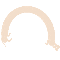 Dachshund Doxie Sticker by WOOF+WEEN