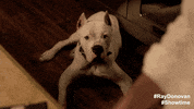 #raydonovan #donodog #lievshreiber #dog #pet GIF by Showtime