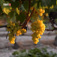 Fruit Leaf GIF by TRT