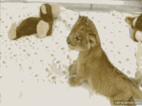 baby lion GIF