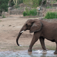 Adventure Explore GIF by San Diego Zoo Wildlife Alliance