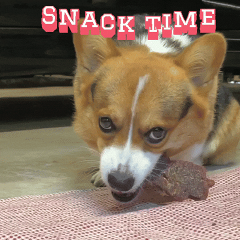 Corgi Milo GIF