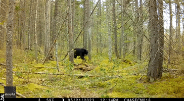 Trail Camera Shows Mama Bear and Cubs Enjoying Scratching Session in Maine Woods