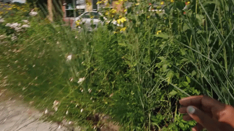 Happy Flower GIF by Epitaph Records