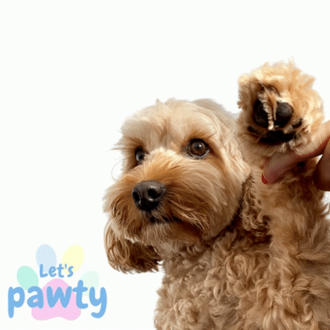 LetsPawty gus dog toys dog accessories lets pawty GIF
