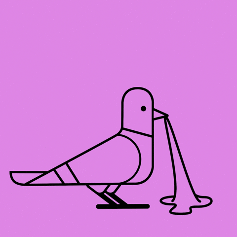 AndrewOrdie giphyupload pigeon gum stickysituation GIF