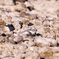 Ocean Wildlife GIF by BBC America