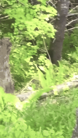 nature GIF