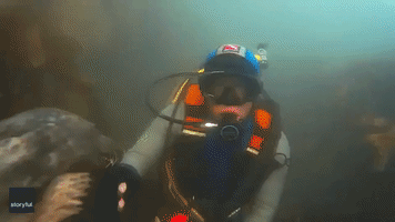 Diver and Underwater Creature 'Seal' Their Friendship