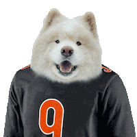 Bengals Samoyed Sticker