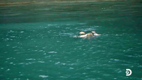 Social Experiment Swimming GIF by Discovery
