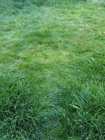 Zooming Sausage Dog GIF